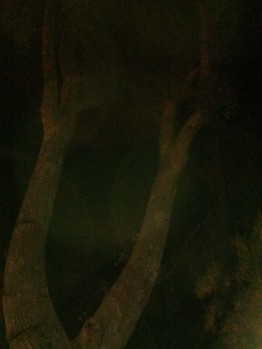 Trees at Carries at night1